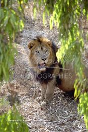 Image du Maroc Professionnelle de  MAX un jeune lion de l'atlas âgé de 7 ans effectue sa première sortie de cage depuis sa naissance au zoo de Témara près de Rabat. Mardi 27 Avril 1999. (Photo / Abdeljalil Bounhar)